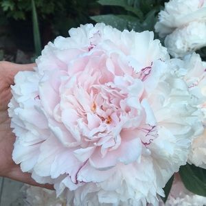 Meet your Posher, Margarida